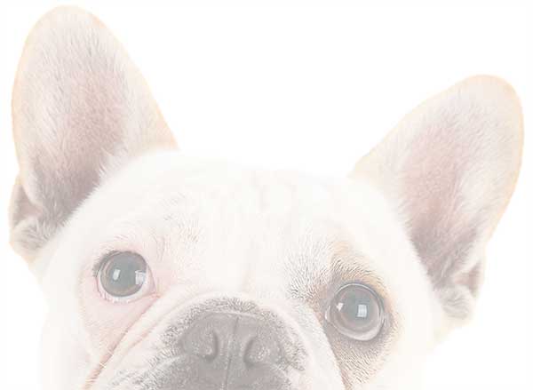 Camp Run-A-Mutt Gainesville