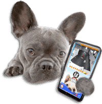 dog holding smartphone with Muttcams app