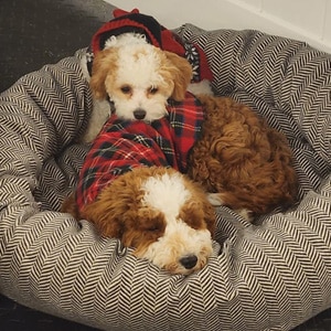 Two overnight boarding dogs snuggling together on dog bed