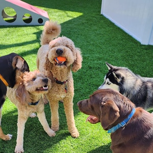 A group of dogs playing together outside at Camp