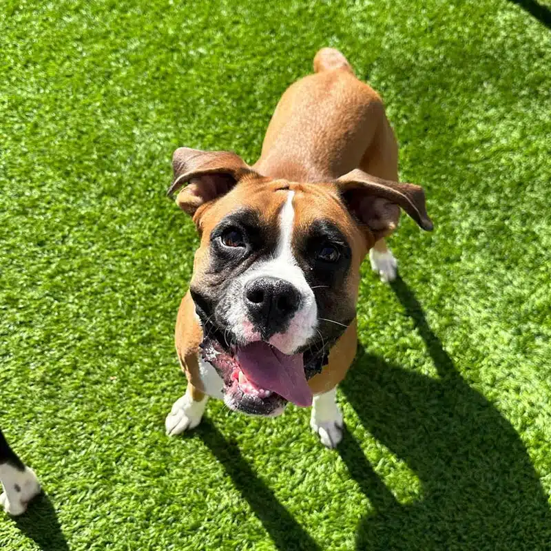 A boxer dog smiling outside while attending daycare at Camp