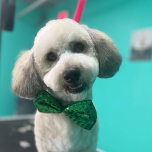 A freshly groomed dog smiling for a picture