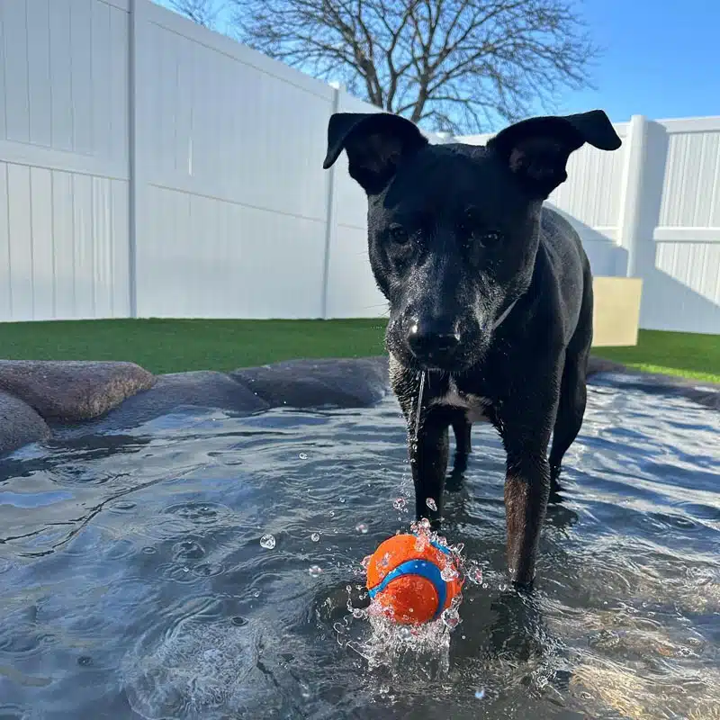 Dog wading in outdoor splash pond with ball at Camp