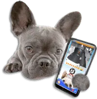 dog holding smartphone with Muttcams app