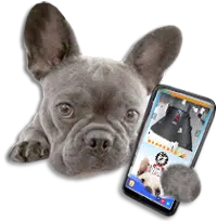 french bulldog holding phone with muttcams app