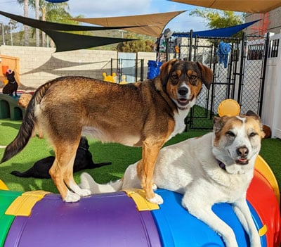 Two dogs smiling together on outdoor play structure