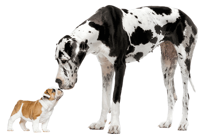 great dane and bulldog meeting each other
