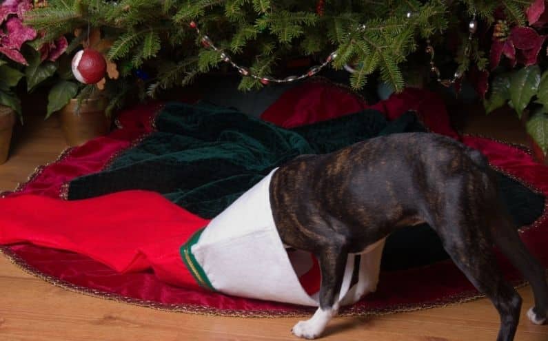 A dog with its head inside a Christmas stocking