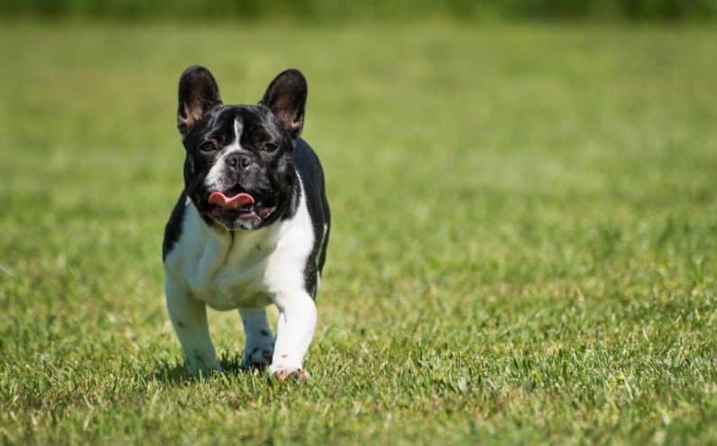 A french bulldog walking outside in the grass