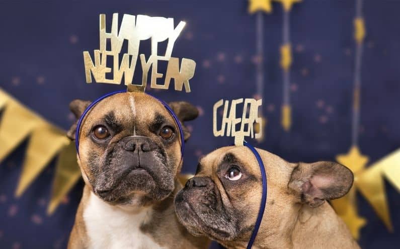 Two french bulldogs wearing New Year headbands