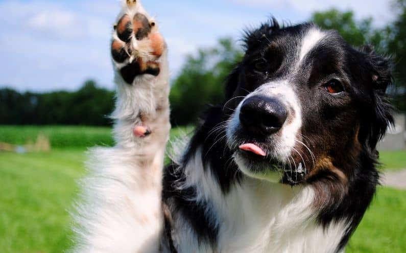 A collie dog with one paw raised up