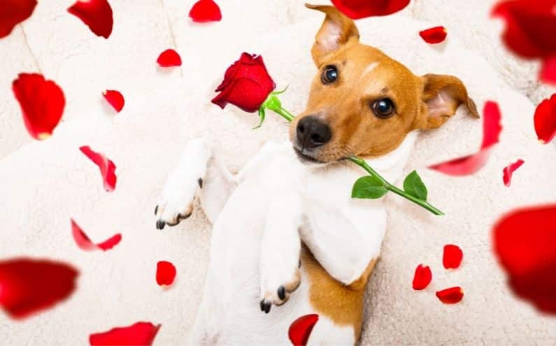 A dog with a red rose in their mouth