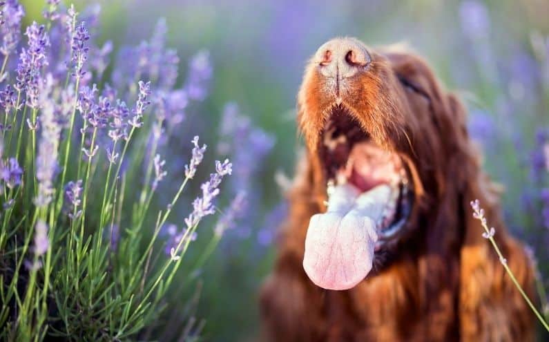 A dog sneezing among spring flowers