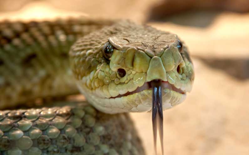 A heat shot view of a rattlesnake