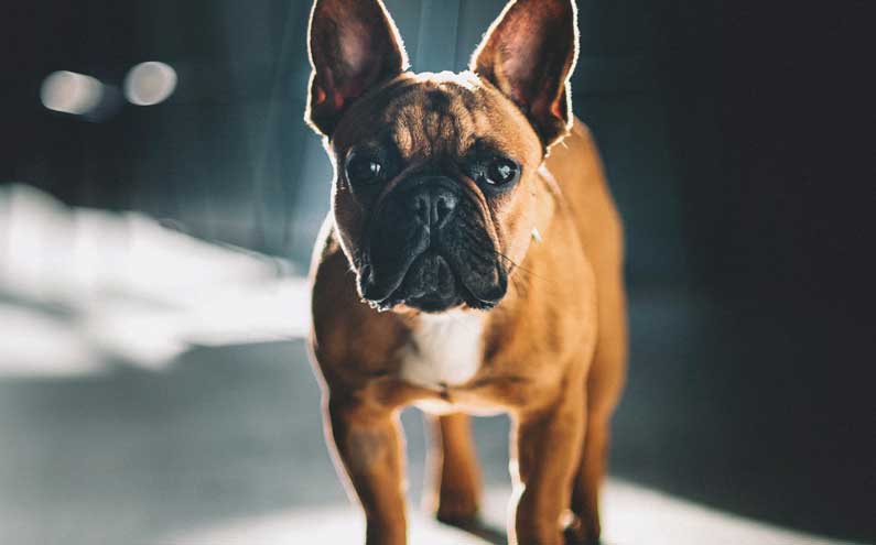 A french bulldog standing in a stream of light