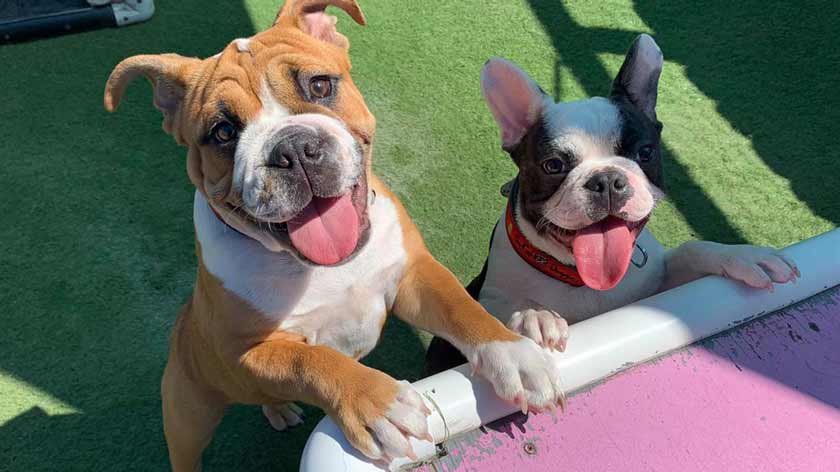 The benefits of dog daycare