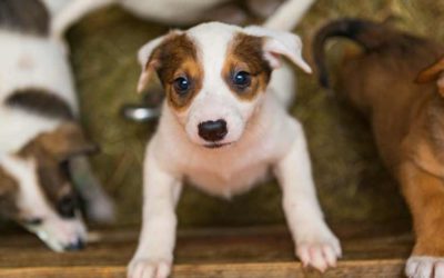 3 Fun Ways to Help Your Local Dog Shelters