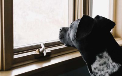 VIDEO: 3 Ways to Get Rid of Your Dog’s Separation Anxiety