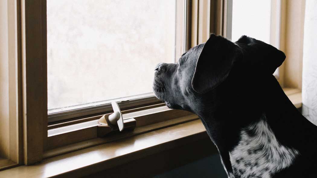 How to get your dog over separation anxiety