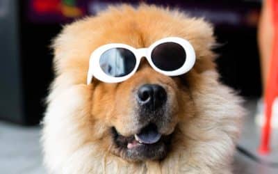 How to Prevent Sunburns in Dogs