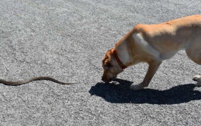 6 Tips for Keeping Your Dog Safe From Snakes This Summer