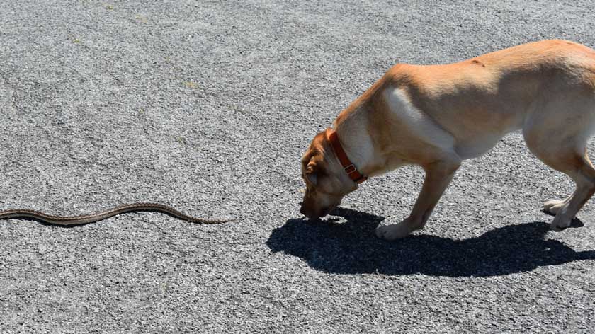 Teach your dog to be aware of snakes