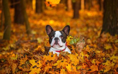 Autumn Safety Tips for Your Dog