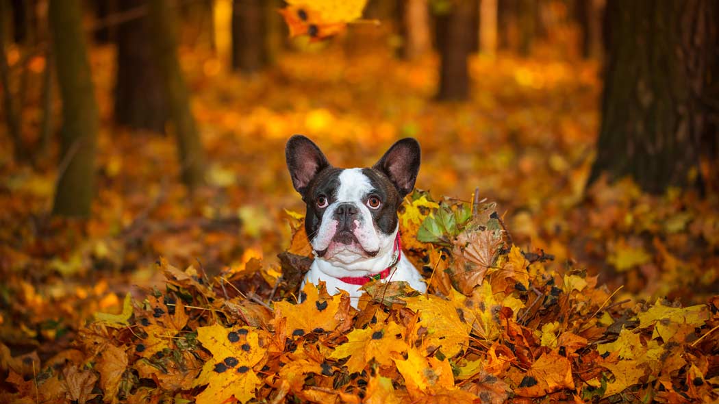 Fall safety yips for your dog
