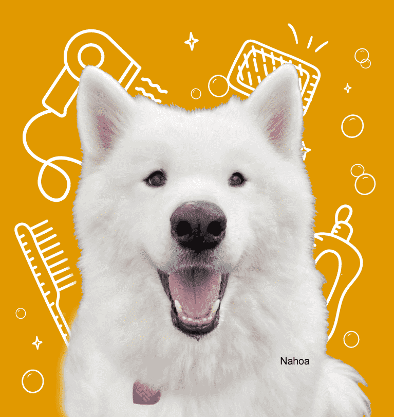 A large dog named Nahoa smiling with grooming item illustrations in the background