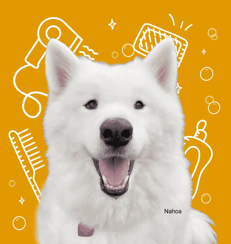 A large dog named Nahoa smiling with grooming item illustrations in the background