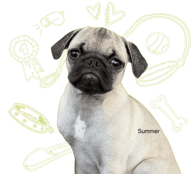 A small dog named Summer looking serious with training item illustrations in the background