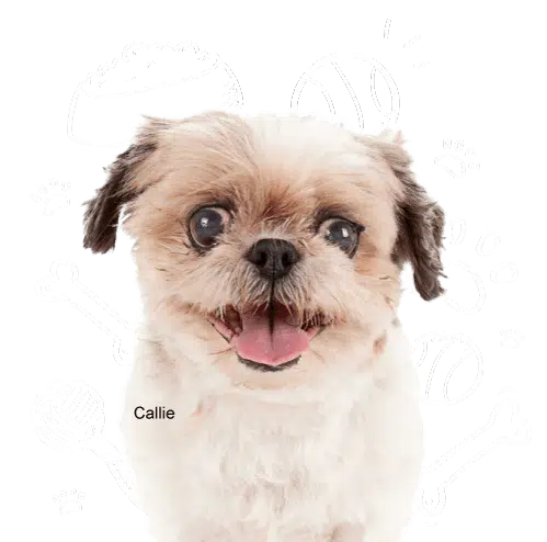 A small dog named Summer looking serious with training item illustrations in the background