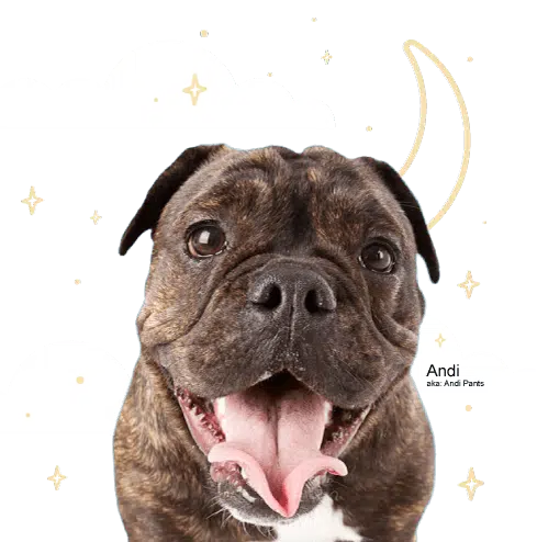 A small dog named Andi smiling with moon and star illustrations in the background
