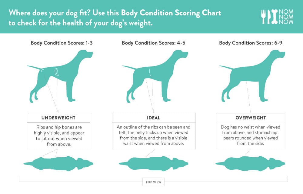 Weight chart for healthy dogs