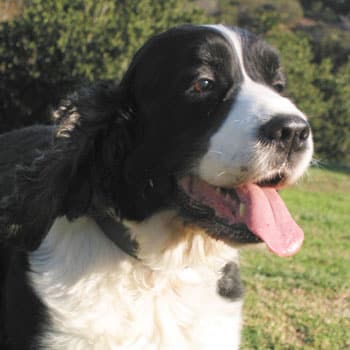 A spaniel dog named Andy