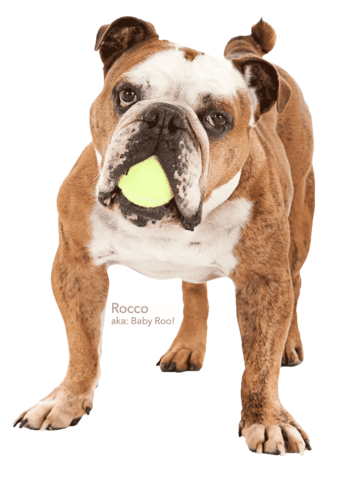 Bulldog named Rocco with tennis ball in mouth