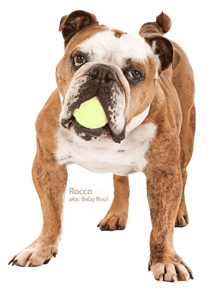 camp-run-a-mutt-bulldog-rocco Bulldog named Rocco with tennis ball in mouth