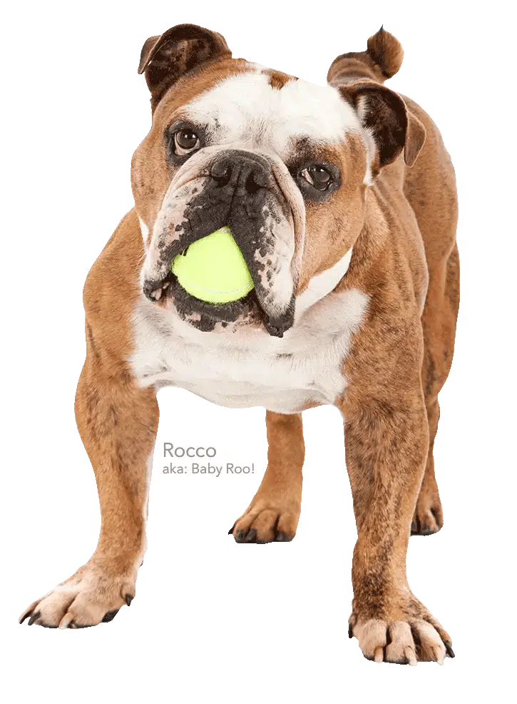 Bulldog named Rocco with tennis ball in mouth