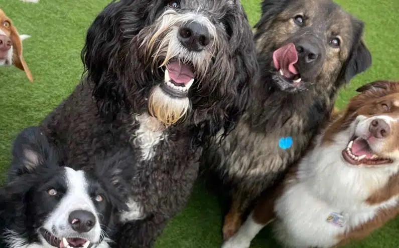 group of dogs smiling together