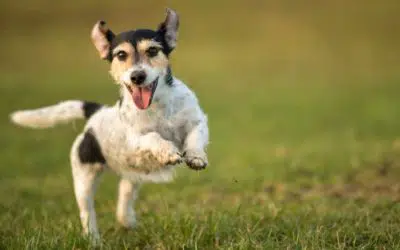 How Much Exercise Does My Dog Need?