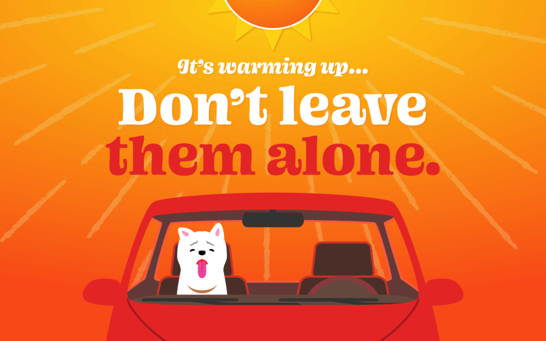Keep Your Pup Safe: the Dangers of Car Heat