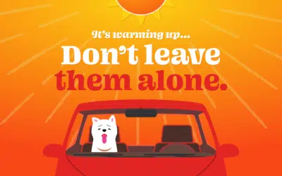 Keep Your Pup Safe: the Dangers of Car Heat