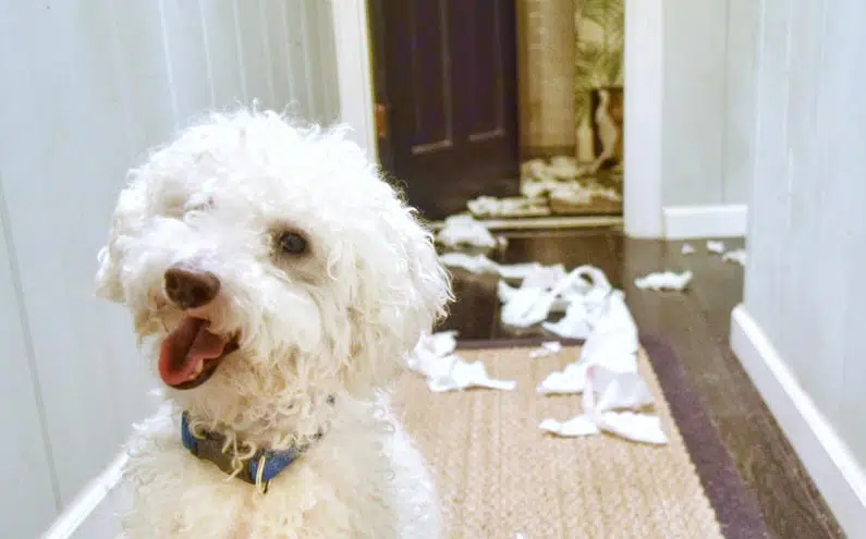 dog smiling after chewing on toiler paper
