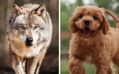 How Did Wolves Become Dogs?