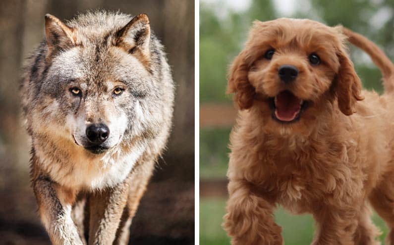Wolf and puppy side by side comparison