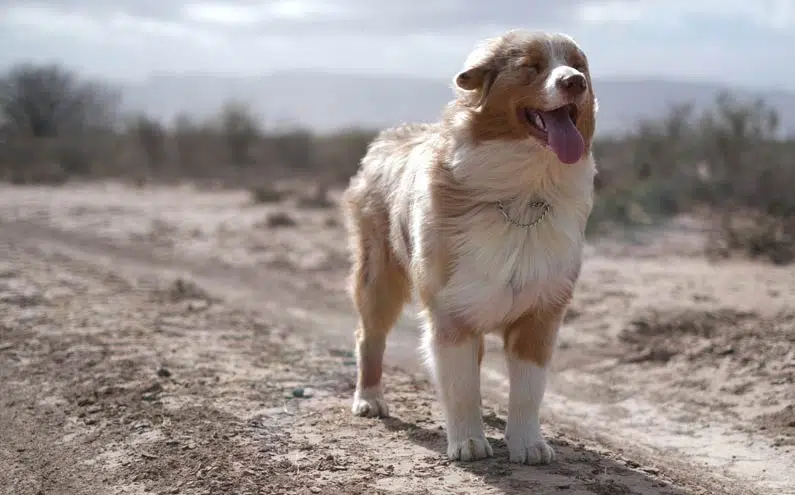 Dog smiling while standing on dirt path