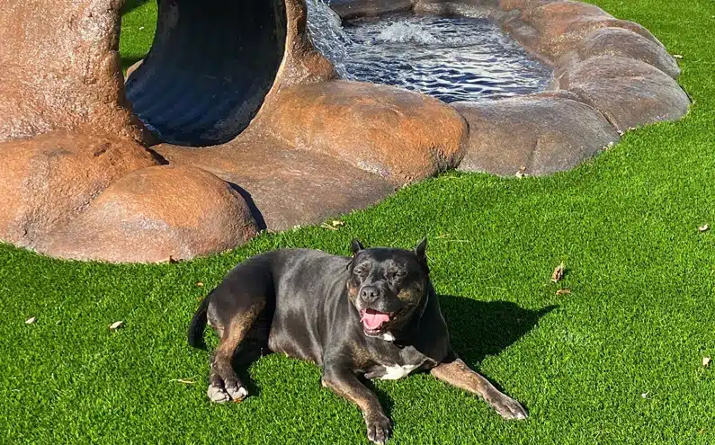 A sweet dog named Myah enjoying Camp Columbus' outdoor yard with splash pond