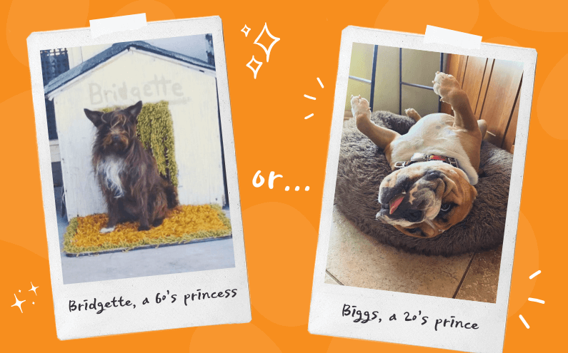 Two dogs pictured on polaroids and compared side by side