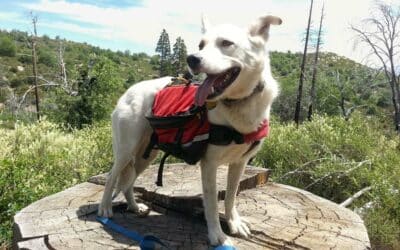 Tips for hiking with your pup
