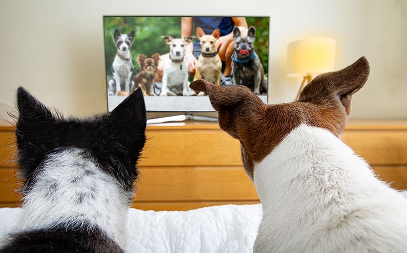 two dogs watching tv together on the bed with dogs on the screen